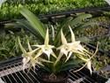 Angraecum Crestwood Tomorrow Star
